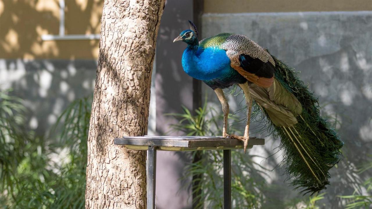 Birds Resort ฮัมบานโตตา ภายนอก รูปภาพ